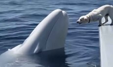 Vídeo fofo: cão e baleia beluga são melhores amigos