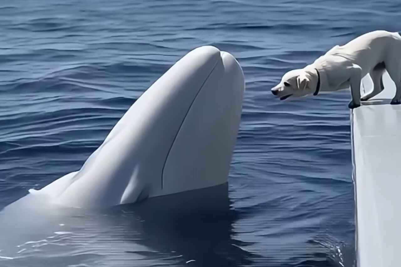 Cute video: dog and beluga whale are best friends