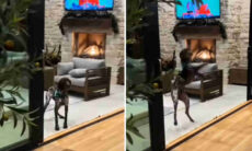 Vídeo hilário registra a relação complicada entre cães e portas de vidro