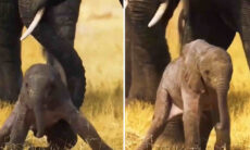 Vídeo fofo registra os primeiros passos de bebê elefante