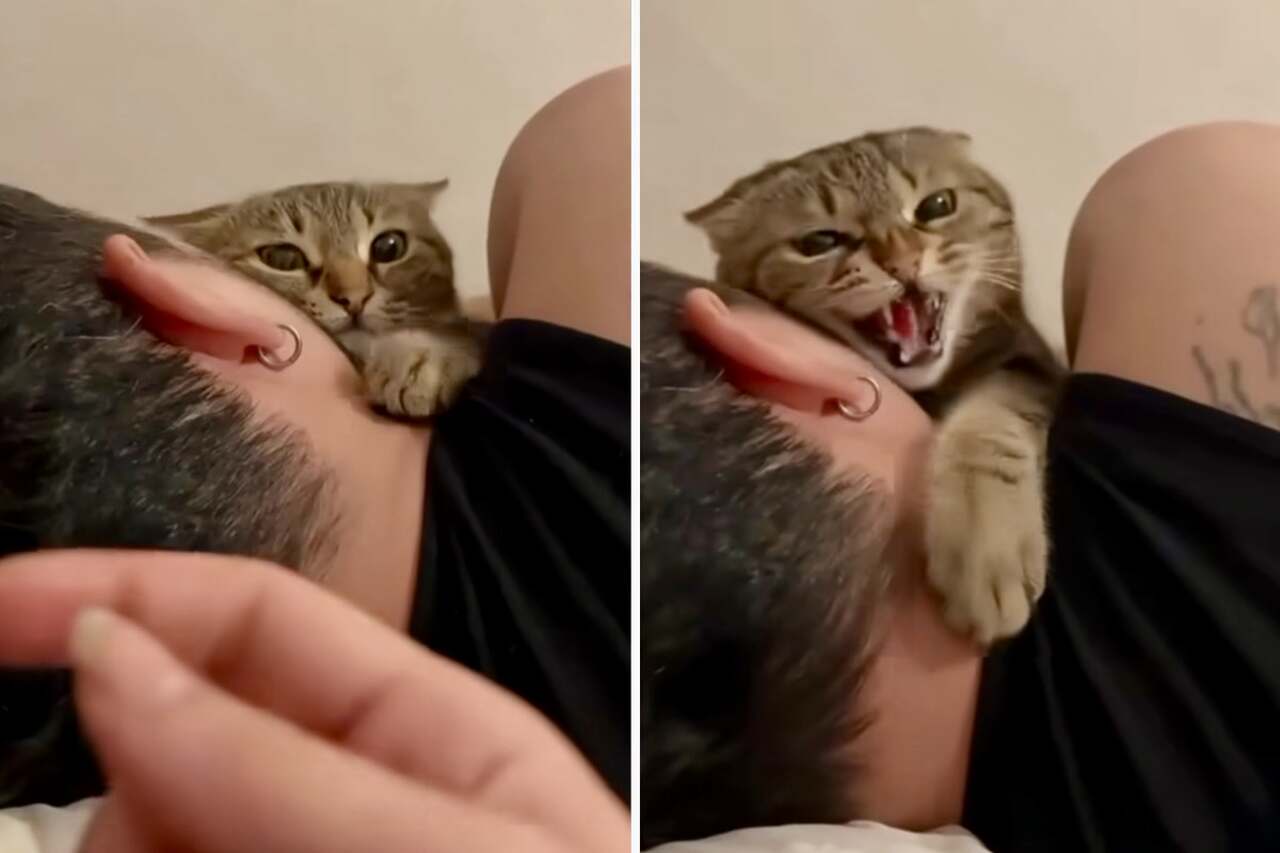 Morsom video: sjekk ut reaksjonene til ekstremt sjalu katter