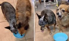 Vídeo hilário: você sabia que os cães detestam água mineral com gás?