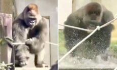 Vídeo hilário: você jamais viu um gorila tão engraçado quanto esse