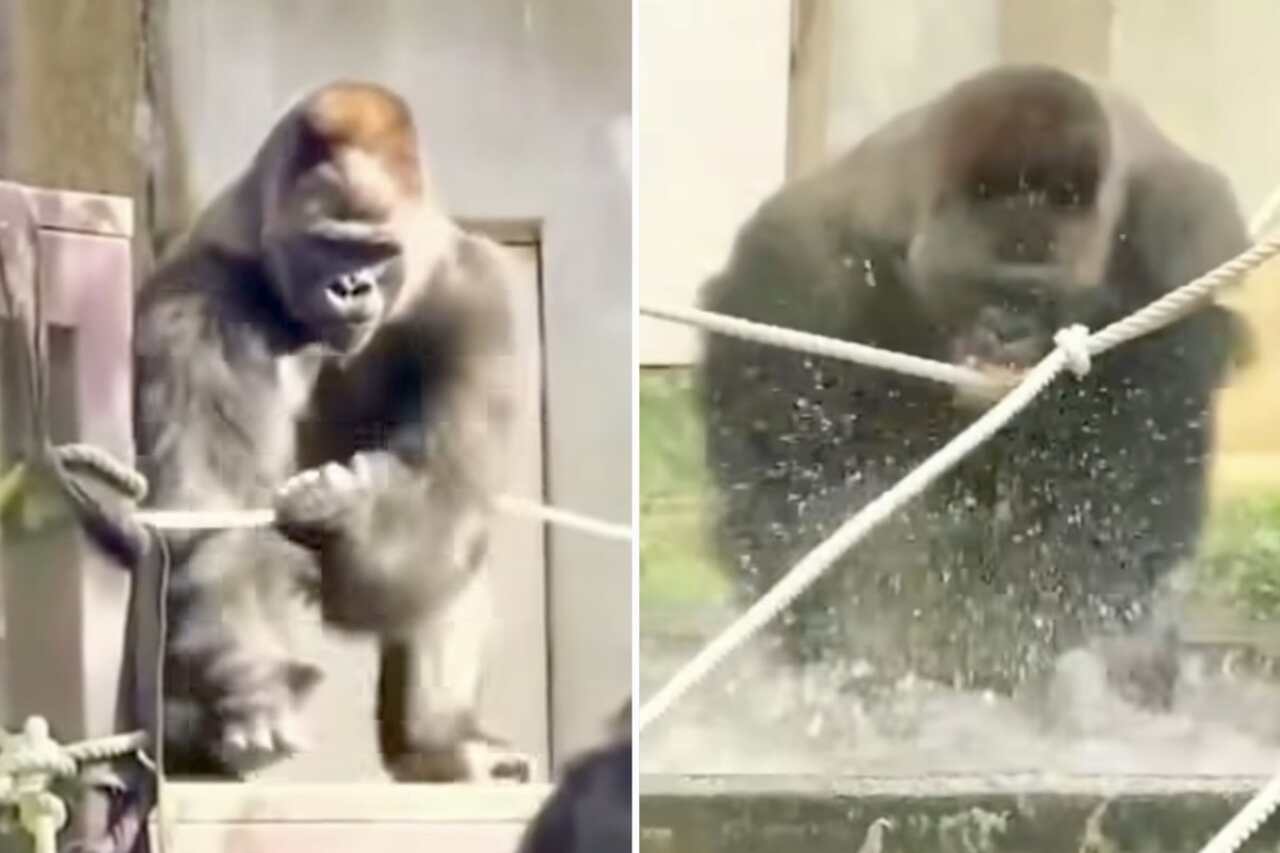 Urkomisches Video: Du hast noch nie einen so lustigen Gorilla gesehen