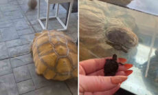 Vídeo hilário faz repensar tudo o que sabemos sobre tartarugas