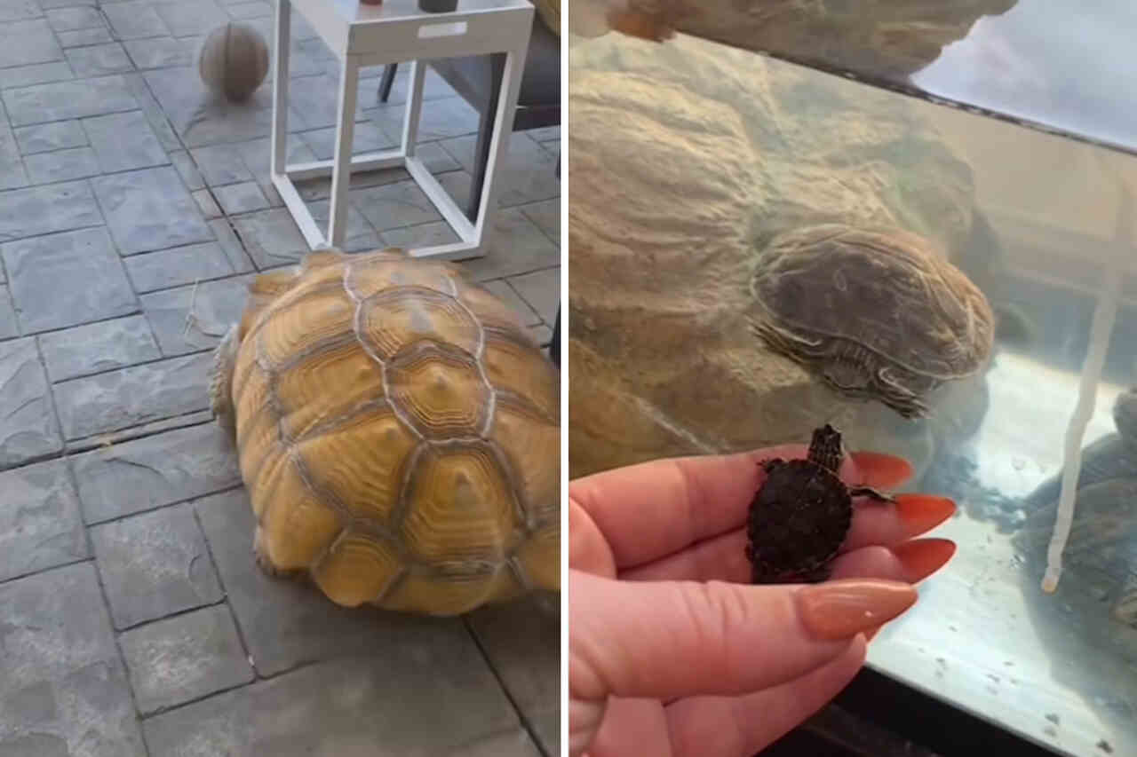 Vtipné video nás přiměje přehodnotit vše, co víme o želvách