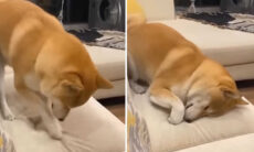 Vídeo hilário mostra que cães são campeões em rapidez para pegar no sono