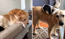 Esse é o vídeo mais fofo de cães e gatos que você vai ver hoje