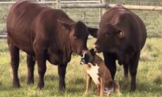 Vídeo fofo: cachorro recebe carinhos de vacas em estéreo