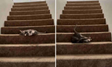 Vídeo hilário: gato cria o jeito mais bizarro de descer escada