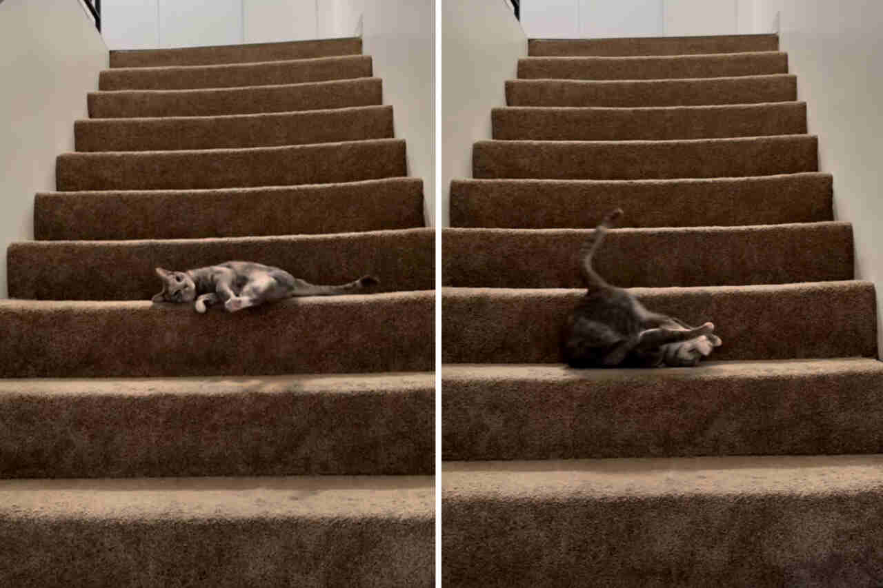 Vídeo hilário: gato cria o jeito mais engraçado de descer escada