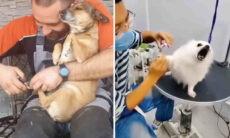 Vídeo hilário: cães fazem o maior drama na hora de cortar as unhas