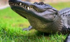 Mulher abre boca de jacaré para salvar sua cachorra