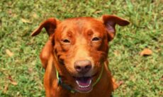 Cruz Vermelha lança aplicativo de primeiros socorros para pets