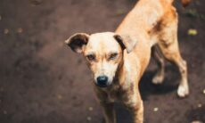 Estudo mostra que cães também têm seu "lado escuro"