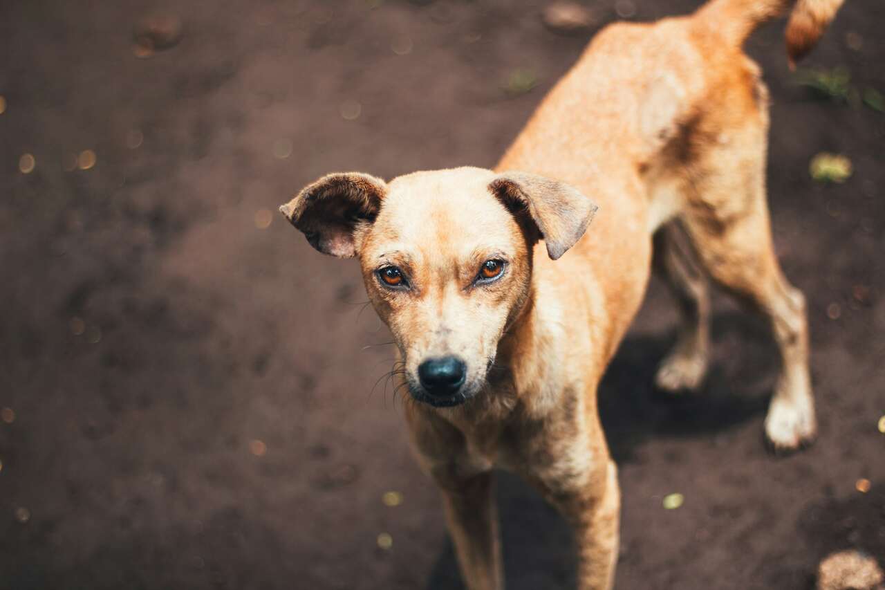 Studie zeigt, dass Hunde auch ihre "dunkle Seite" haben