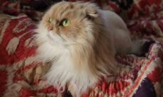 Confira 6 benefícios para a saúde física e mental de quem convive com gatos