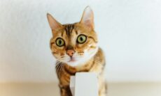 Estudo mostra que a origem do gato doméstico teria sido na Tunísia