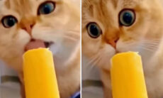 Vídeo hilário traz reações de gatos experimentando algo pela primeira vez