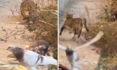 Vídeo mostra por que os gatos estão entre os predadores mais letais do planeta