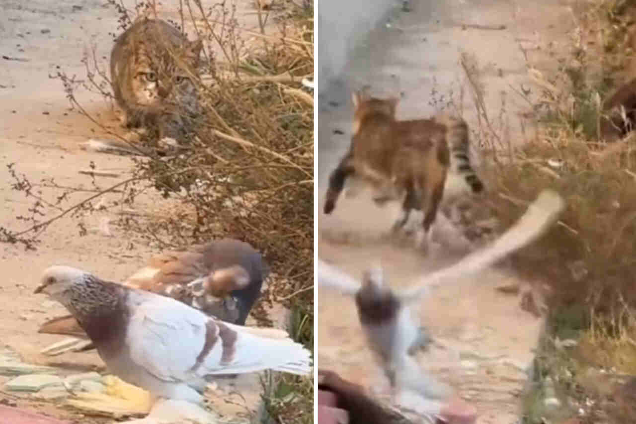 Video näyttää, miksi kissat ovat planeetan tappavimpia saalistajia