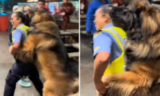 Vídeo hilário mostra cachorro gigante desacatando policial de modo humilhante