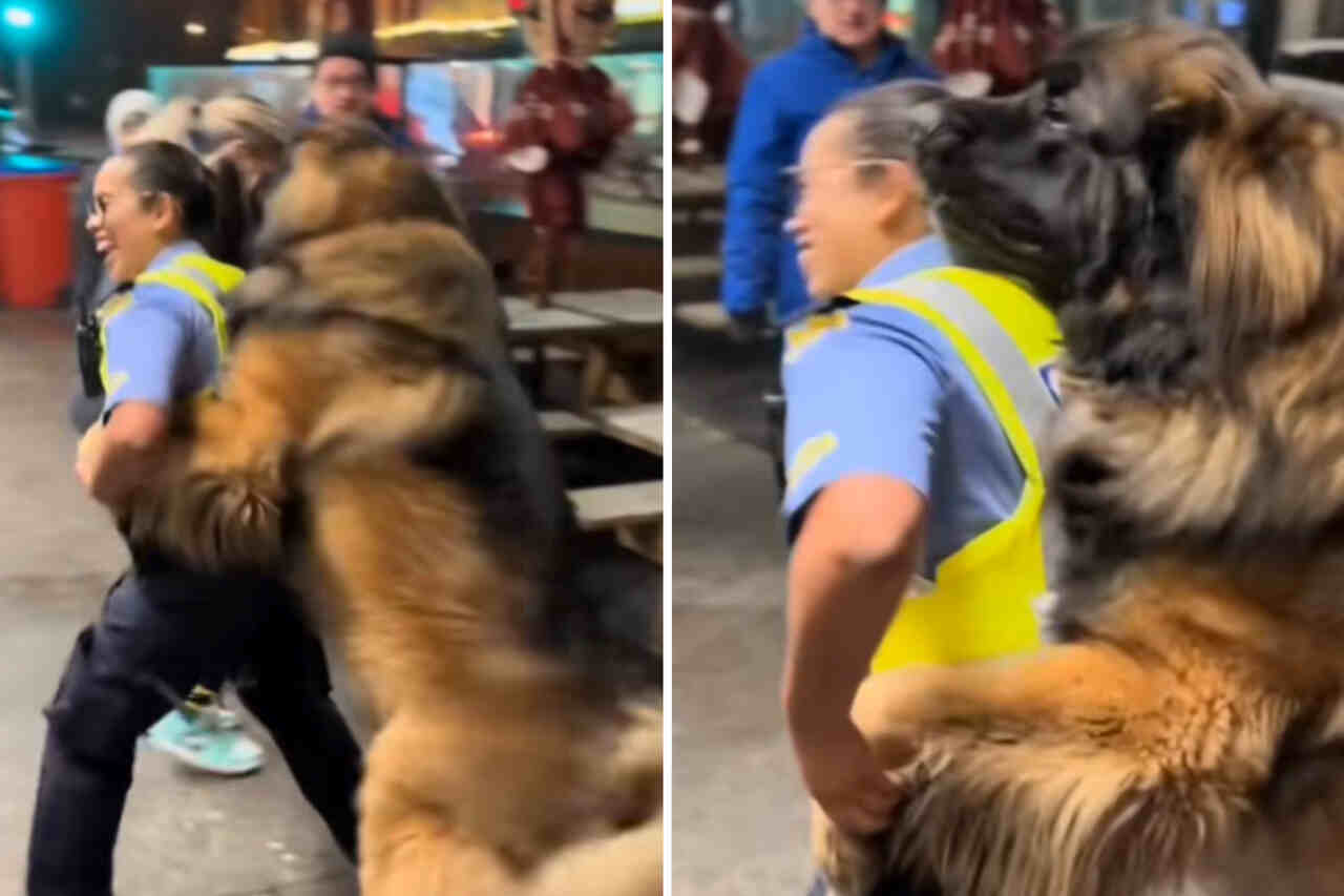 Híresen vicces videó mutatja be, ahogy egy óriási kutya megalázó módon engedetlenséget tanúsít egy rendőrrel szemben