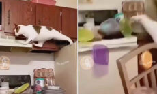 Vídeo hilário: esses são os gatos mais destruidores que você vai ver nesta semana