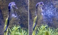 Vídeo impressionante flagra cavalo-marinho dando à luz 300 filhotes