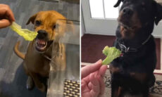 Vídeo hilário: donos tentam convencer cães a virar vegetarianos e falham miseravelmente