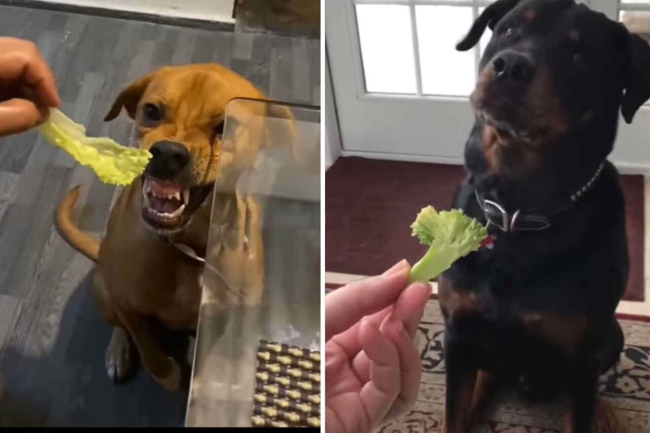 Vídeo hilário: donos tentam convencer cães a virar vegetarianos e falham miseravelmente