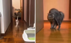 Vídeo hilário: gatos inovam na arte de caminhar
