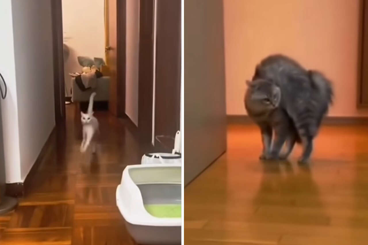 Vtipné video: Kočky inovují v umění chodit