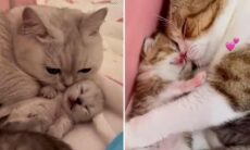Vídeo fofo registra gatas cuidando de seus filhotes