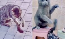 Vídeo registra animais de várias espécies apanhando de gatos