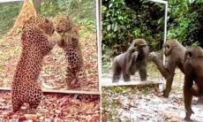 Vídeo hilário registra animais selvagens vendo a própria imagem no espelho
