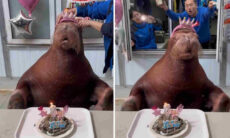 Esse vídeo de aniversário de leão-marinho é a coisa mais fofa que você vai ver hoje