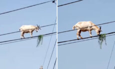 Vídeo impressionante mostra cabrito almoçando na fiação elétrica