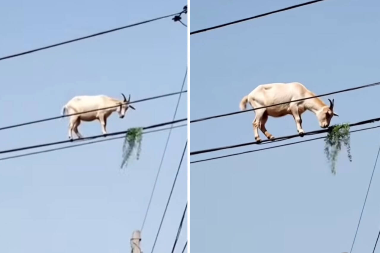 Hämmästyttävä video näyttää vuohen syövän lounasta sähköjohdoilla