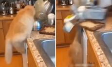 Vídeo hilário: veja os gatos mais destruidores, trapalhões e engraçados do planeta