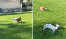 Vídeo impressionante mostra como cabras desmaiam quando têm medo