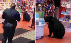 Vídeo: polícia é chamada para deter urso que invadiu loja de doces e não quer sair