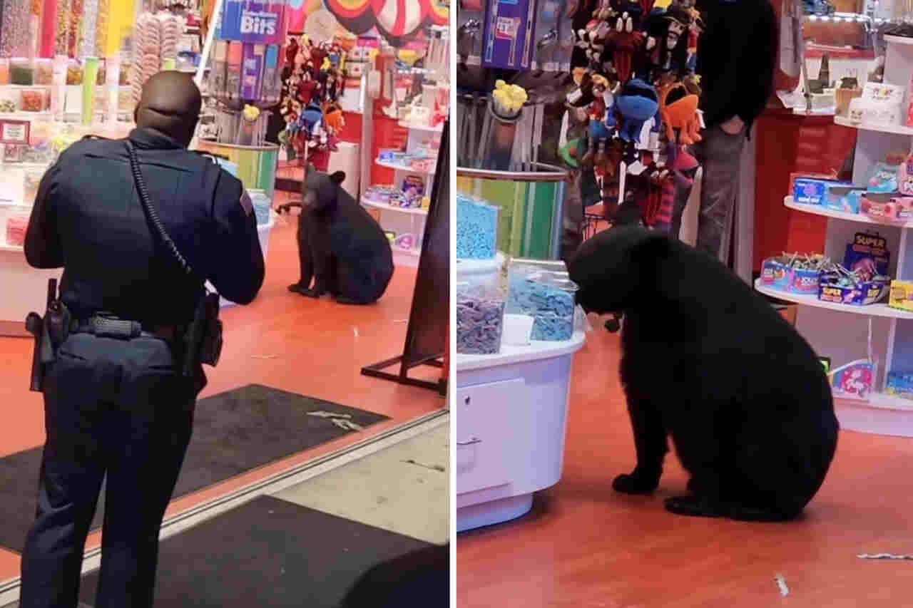 Vídeo: polícia é chamada para deter urso que invadiu loja de doces e não quer sair