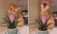 Vídeo hilário: donos impedem gatos de cometer "crimes" para pedir anistia depois