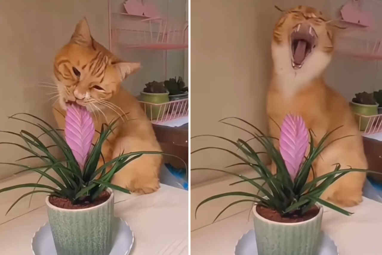 Morsom video: Eiere hindrer katter fra å begå "forbrytelser" for å be om amnesti senere