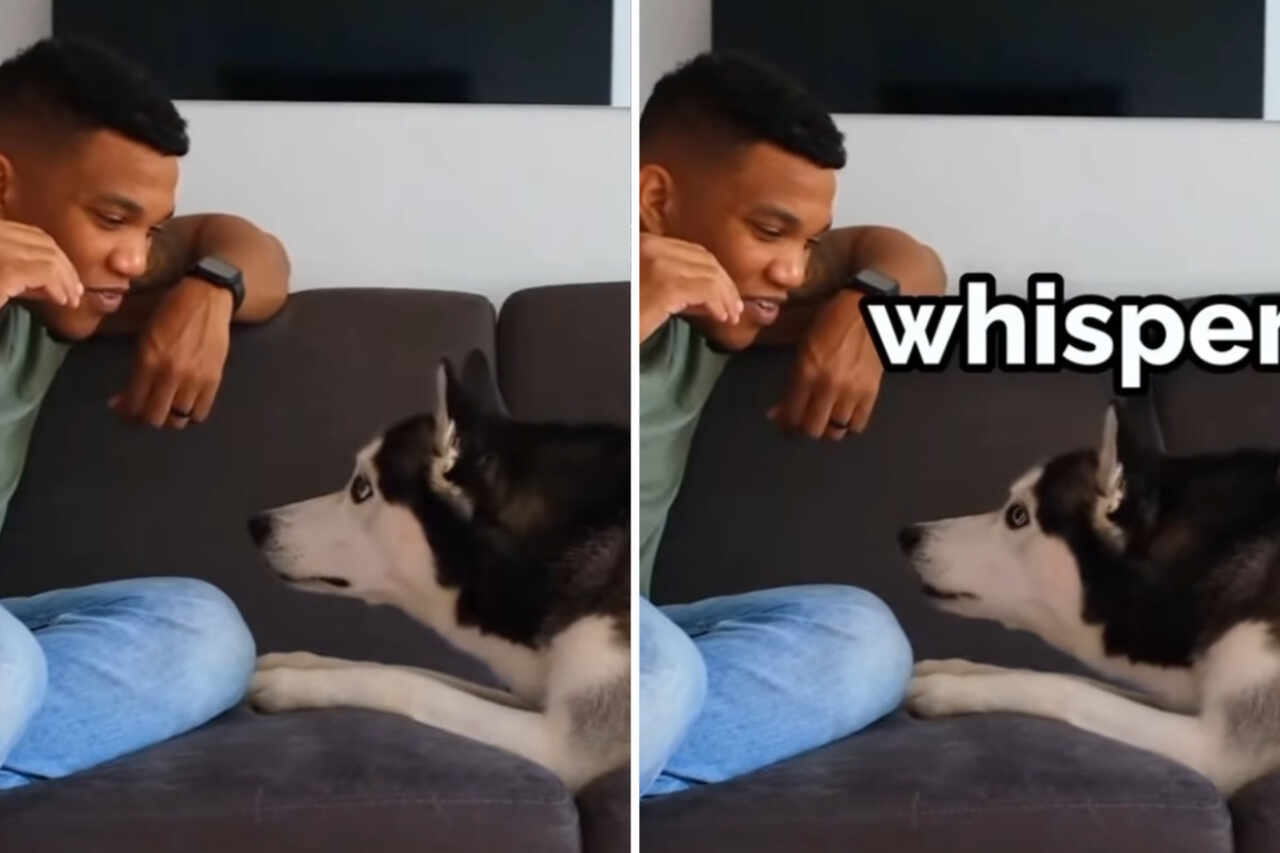 Hilární video ukazuje majitele, jak učí své psy šeptat