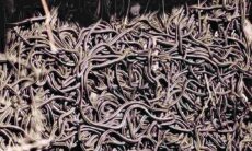 Entenda o fenômeno que provoca a reunião de 75 mil cobras todos os anos no Canadá