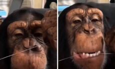 Vídeo hilário registra chimpanzé cuidando da saúde bucal (Foto: Instagram)