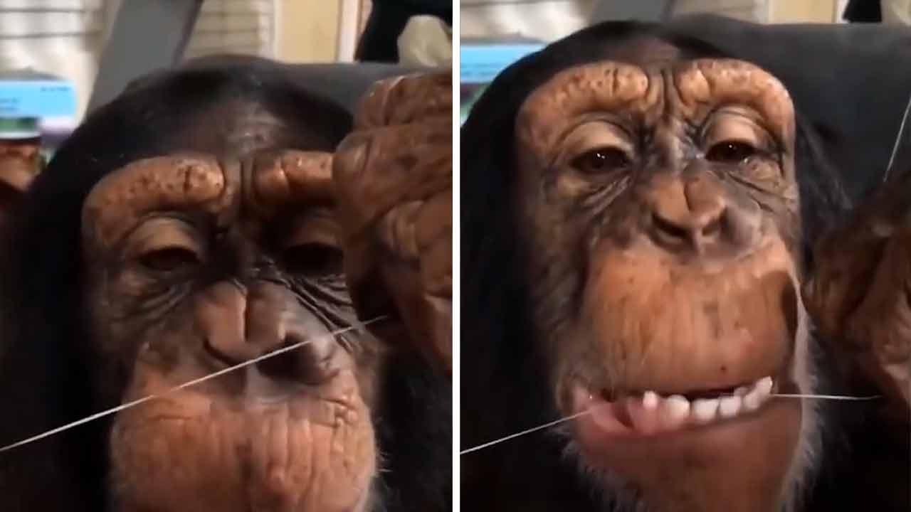 Vídeo hilário registra chimpanzé cuidando da saúde bucal (Foto: Instagram)