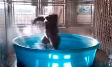 Vídeo hilário: gorila "enlouquece" durante banho em piscina (Foto e vídeo: Instagram @gorillablew)